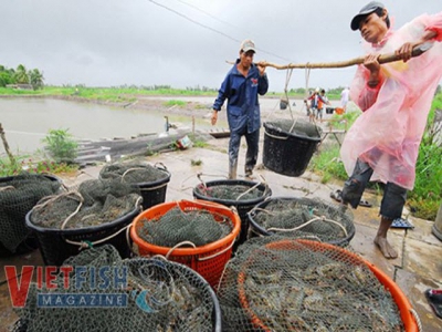 New technology transfer in shrimp farming