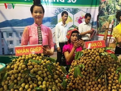 Son La longan eyes rising foothold in demanding markets