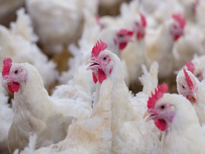 How to protect poultry operations from animal activists