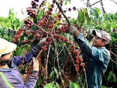 VN coffee exports plummet as robusta prices fall