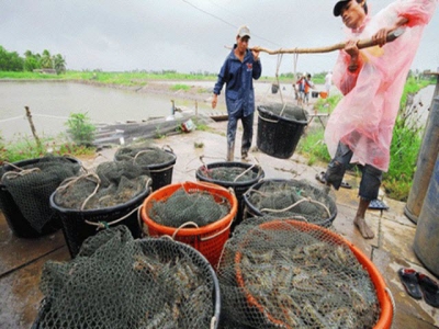 Situation of shrimp and pangasius market in May 2020