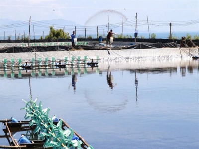 Shrimp exports expected to increase in coming months