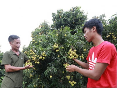 Japanese experts approve Vietnam lychee exports