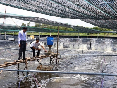 Quảng Ngãi to destroy of 21 white spot infected shrimp ponds