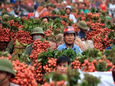 Vietnamese lychee reach UK consumers