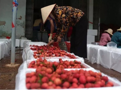 Lychee campaign results in big sales, Son La mango harvest also a success