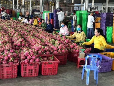 Fruit sector seeks ways to boost exports to China