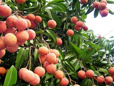 UK consumers taste fresh Vietnamese lychees