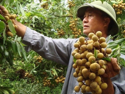 Online trade conference on Vietnamese longan slated for mid-July