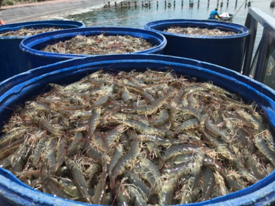 New model changes shrimp farmers mindset