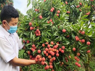 The new position of Bac Giang lychee