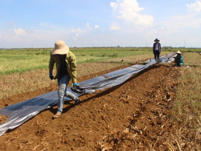 Lợi và hại khi che phủ nilon cho cây trồng cạn