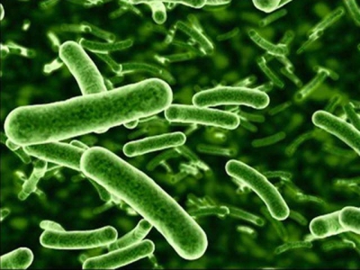 Bacillus và Lactobacillus giúp tăng cường khả năng kháng bệnh trên ấu trùng sò điệp