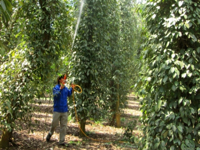 Chăm sóc cây hồ tiêu vào mùa mưa