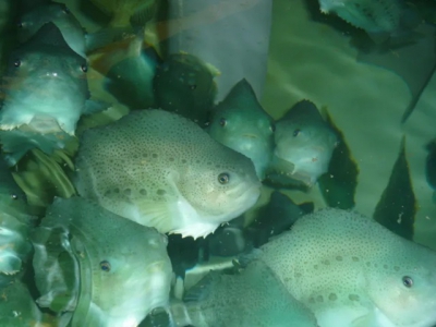 Researchers launch lumpfish welfare tool