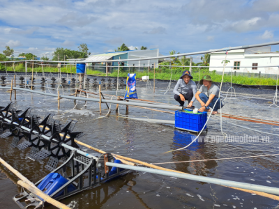 Nuôi tôm sinh học thích ứng với biến đổi khí hậu