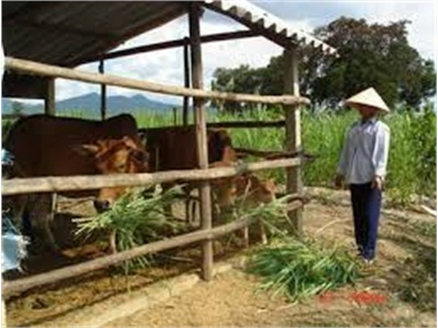 Viện Khoa Học Kỹ Thuật Nông - Lâm Nghiệp Tây Nguyên Tập Huấn Chăn Nuôi Bò Thịt Cho Nông Dân Huyện Chư Jút