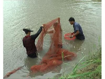 Nông Dân Huyện Bình Đại Ứng Dụng Thành Công Chế Phẩm Sinh Học Trong Canh Tác Tôm – Lúa Và Tôm – Rạ