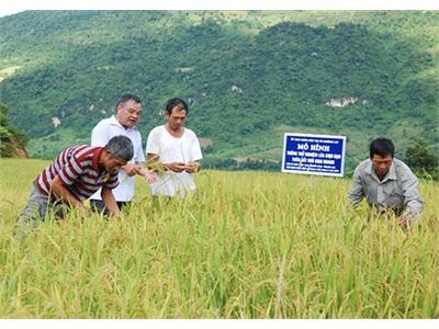 Tổng Kết Mô Hình Canh Tác Trên Đất Mới Khai Hoang