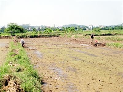 Rươi, Cáy Đông Triều (Quảng Ninh)