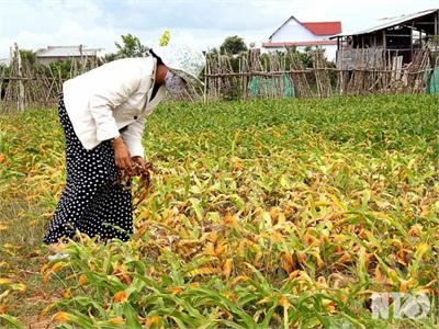 Điêu Đứng Vì Cây Trinh Nữ Hoàng Cung Không Tiêu Thụ Được