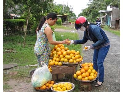 Trồng Lêkima Hiệu Quả Cao