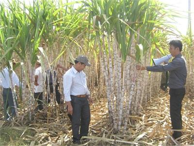 Chuyển Lúa Sang Mía Tại Sao Không?