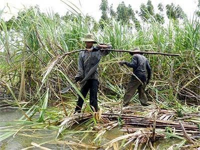 Sẵn Sàng Vào Vụ Ép Mía