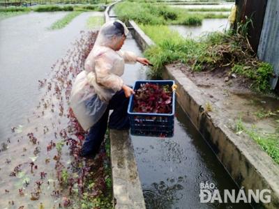 Ảnh hưởng bão, rau mất trắng