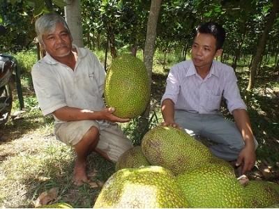 Làm giàu từ mô hình trồng mít Changai