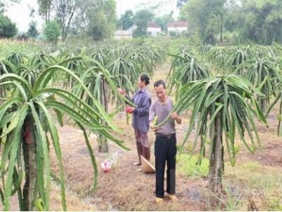 Khai thác lợi thế cây ăn quả