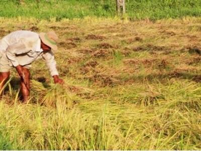 Mưa nhiều lúa đổ ngã, hư hại rau màu