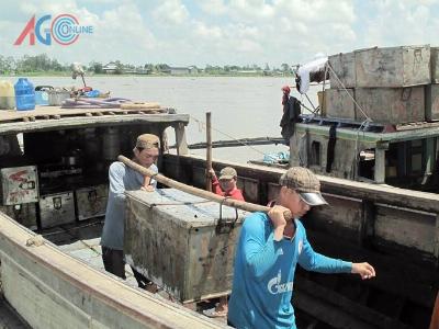 Mỗi ngày, An Giang xuất 200 tấn cá nuôi sang Campuchia