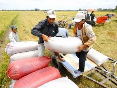 Nâng cao chất lượng lúa gạo