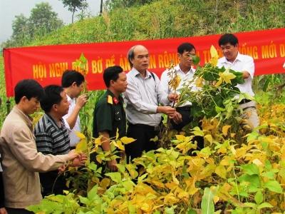 Phân chuyên dùng tăng năng suất đậu tương đông