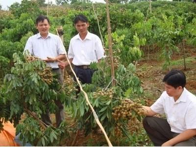 Đánh thức vựa nhãn Sơn La