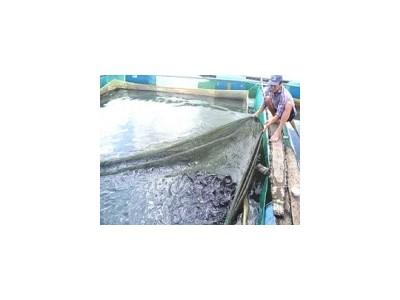 Thâm canh nuôi thủy sản ở Tiên Phước