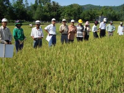 Đưa vào sản xuất thử nghiệm nhiều giống lúa mới