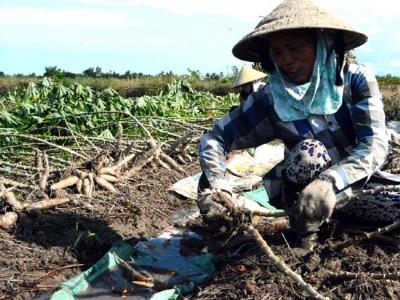 Chạy đua thu hoạch mì tránh ngập úng