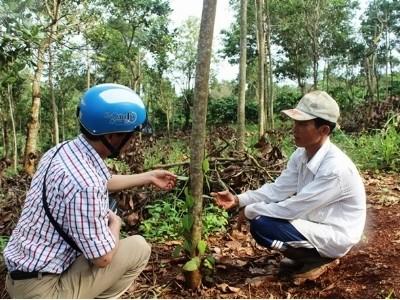 Đua nhau trồng tiêu bằng trụ cao su sống