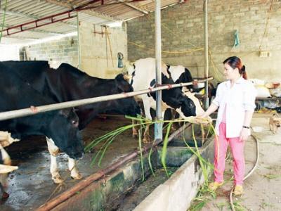 Nông dân rủ nhau mua bảo hiểm cho bò sữa