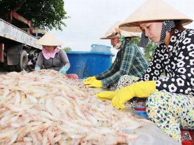 Nuôi tôm biển VietGAP an toàn, lãi cao