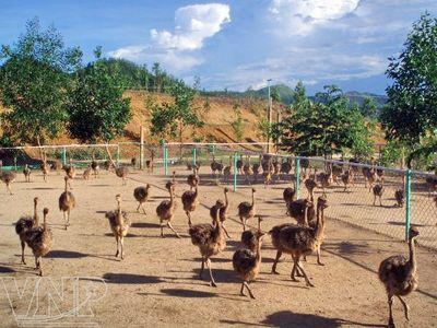 Quy trình Kỹ thuật Chăn nuôi đà điểu - Một số chỉ tiêu kinh tế kỹ thuật nuôi Đà điểu