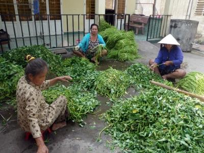 Rau muống trồng sạch, đầu ra mới thông