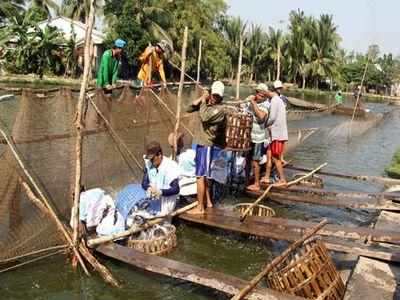 Tìm lại ngai vàng cho cá tra Việt