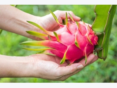 Dragon fruit prices rise sharply