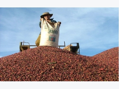 Vietnams coffee industry relies on merchants