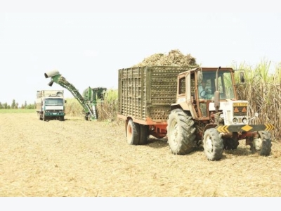 Sugar cane industry should change urgently