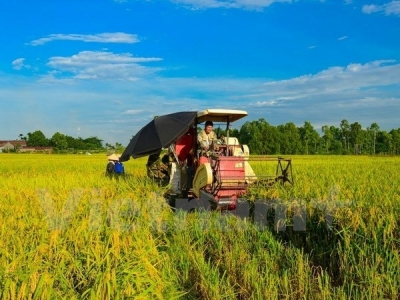 Vietnams 2017 rice production estimated at 44.1 million tonnes