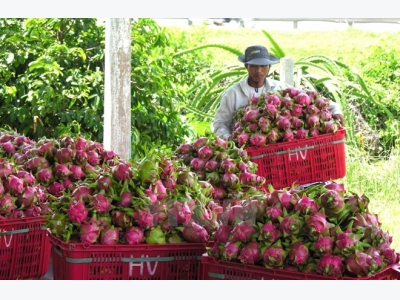 Vietnam ships first batch of dragon fruit to Australia